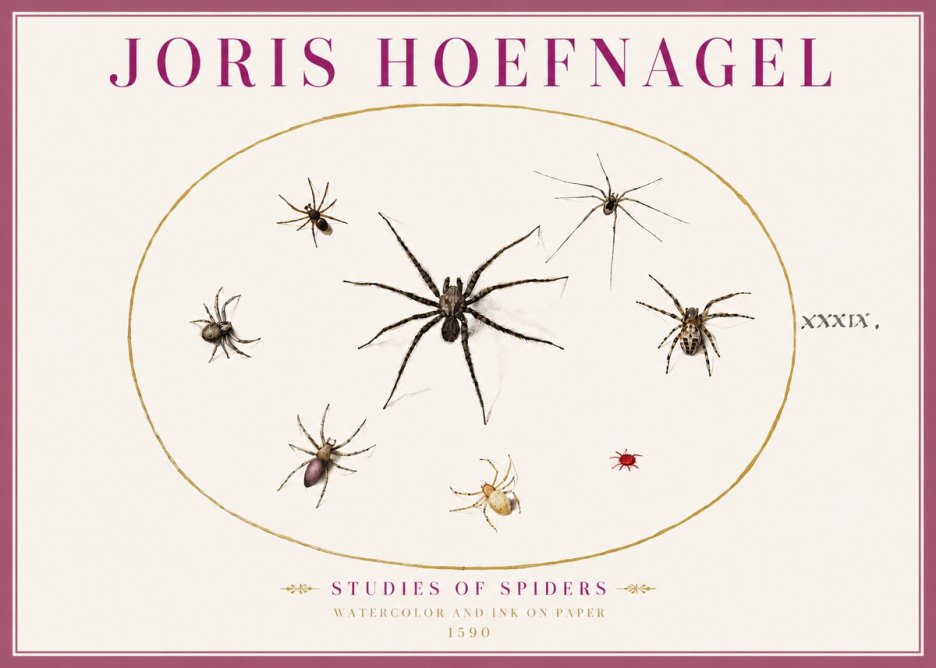 Joris Hoefnagel Studies of Spiders II No4 - Plakat