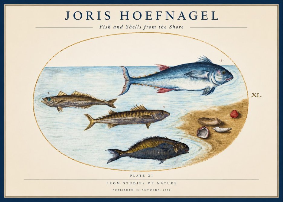 Joris Hoefnagel Fish and Shells from the Shore No1 - Plakat