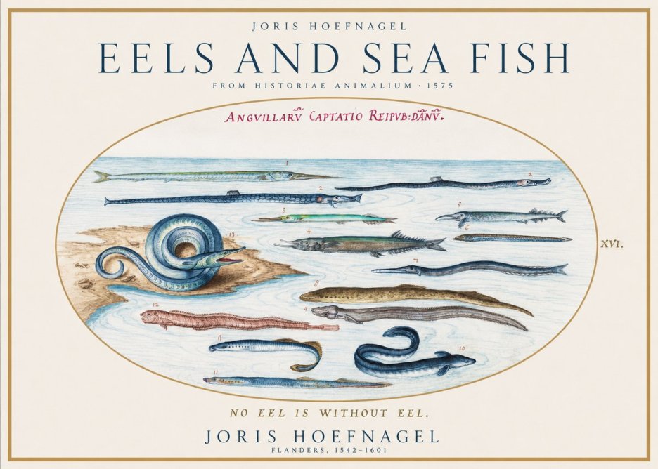 Joris Hoefnagel Eels and Sea Fish No1 - Plakat