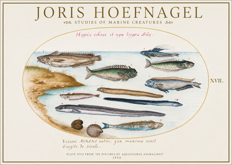 Joris Hoefnagel Plate Xvii from "De Piscibus Et Aquatilibus Animalibus" No1 - Plakat