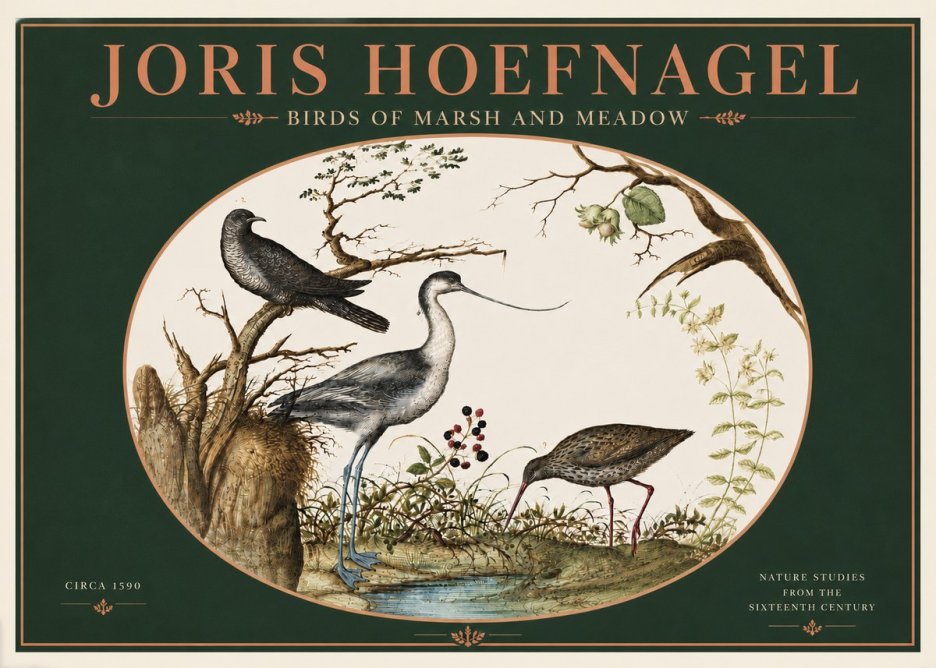 Joris Hoefnagel Birds of Marsh and Meadow No4 - Plakat