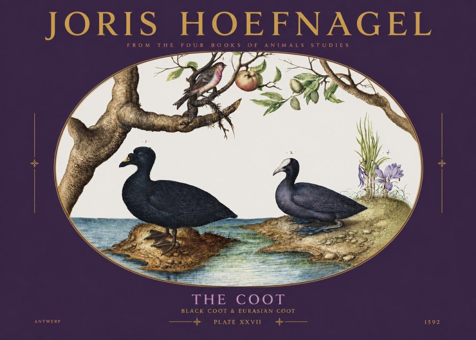 Joris Hoefnagel The Coot No3 - Plakat