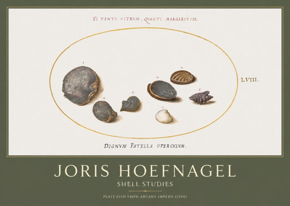 Joris Hoefnagel Six Shells No5 - Plakat