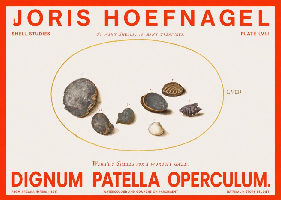 Joris Hoefnagel Six Shells No6 - Plakat
