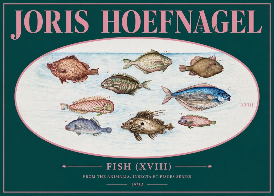 Joris Hoefnagel Studies of Fish I No3 - Plakat