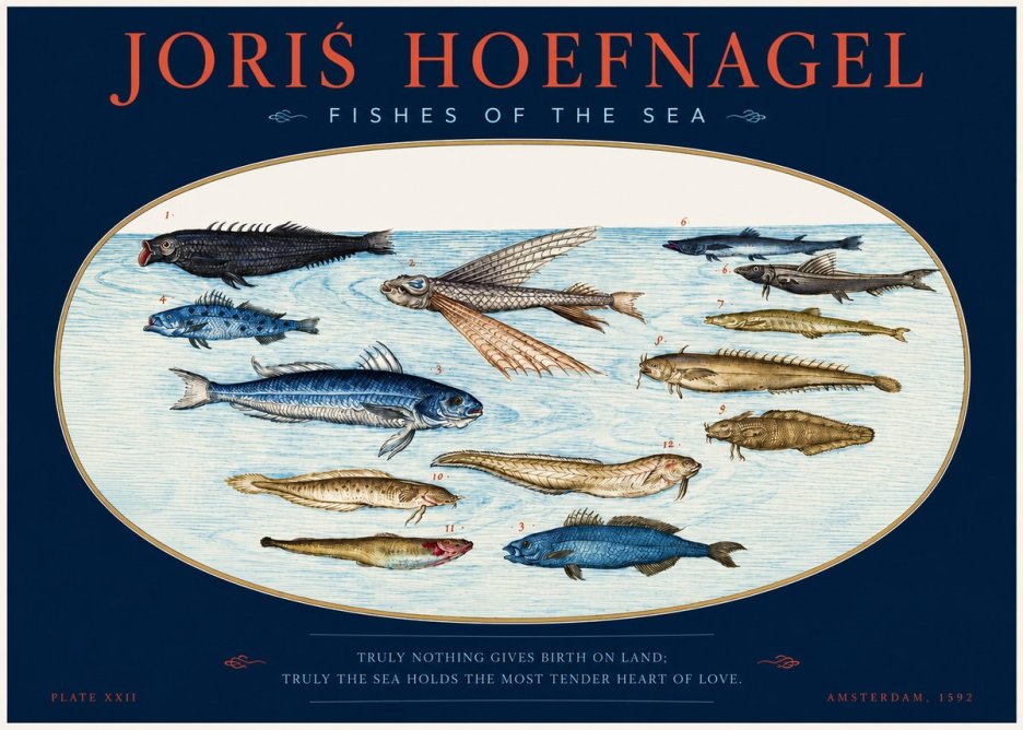 Joris Hoefnagel Fishes of the Sea I No2 - Plakat