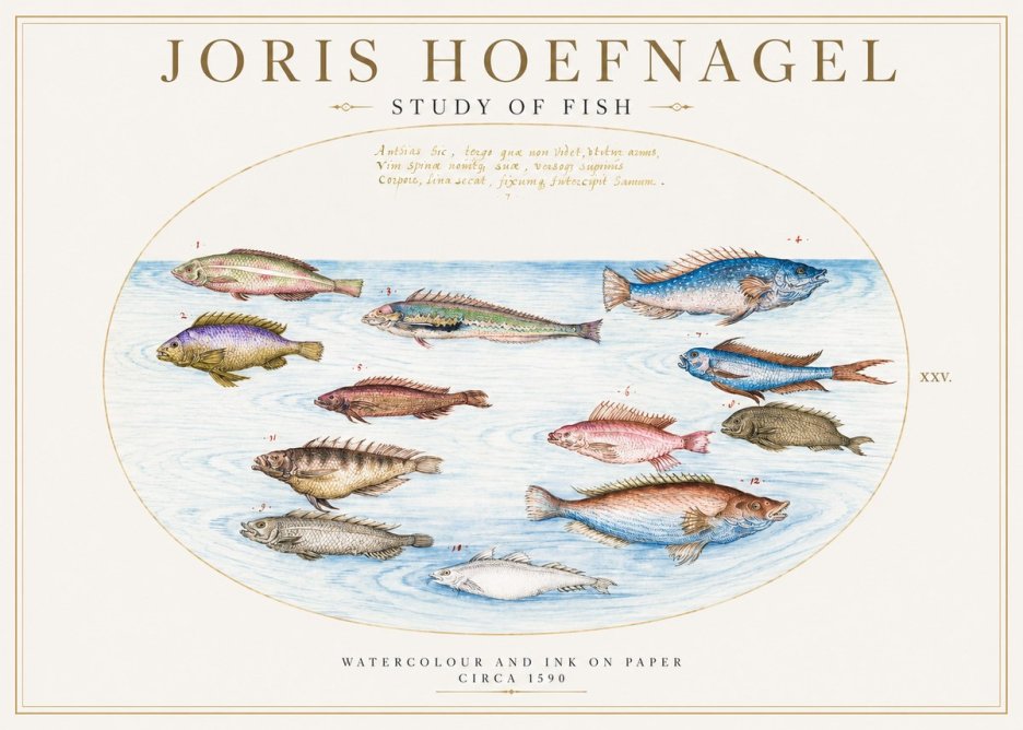 Joris Hoefnagel Study of Fish No2 - Plakat
