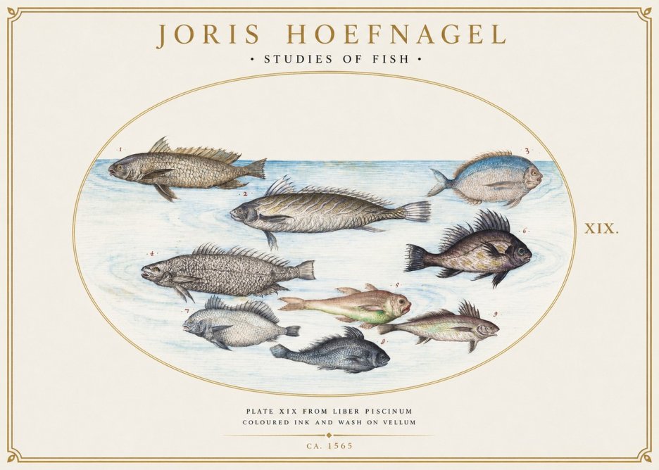 Joris Hoefnagel Fish of the Sea No6 - Plakat