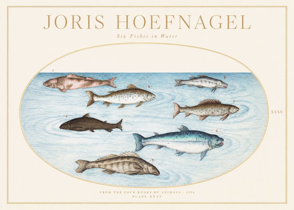 Joris Hoefnagel Six Fishes in Water I No1 - Plakat