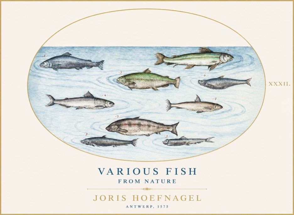 Joris Hoefnagel Various Fish from Nature No1 - Plakat