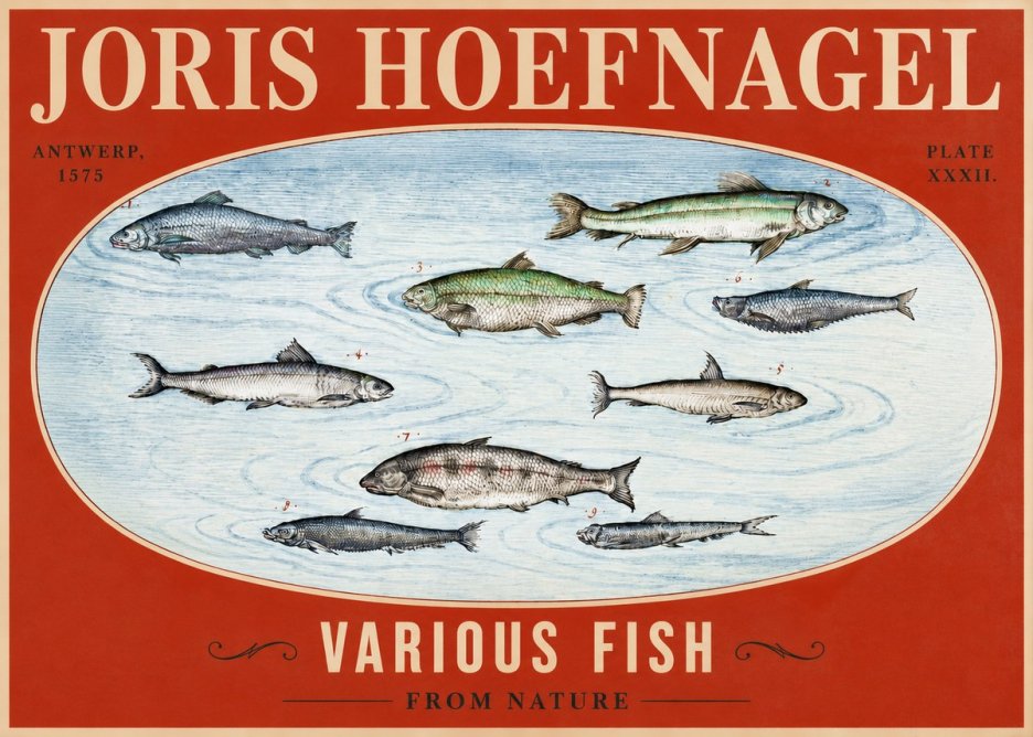 Joris Hoefnagel Various Fish from Nature No2 - Plakat