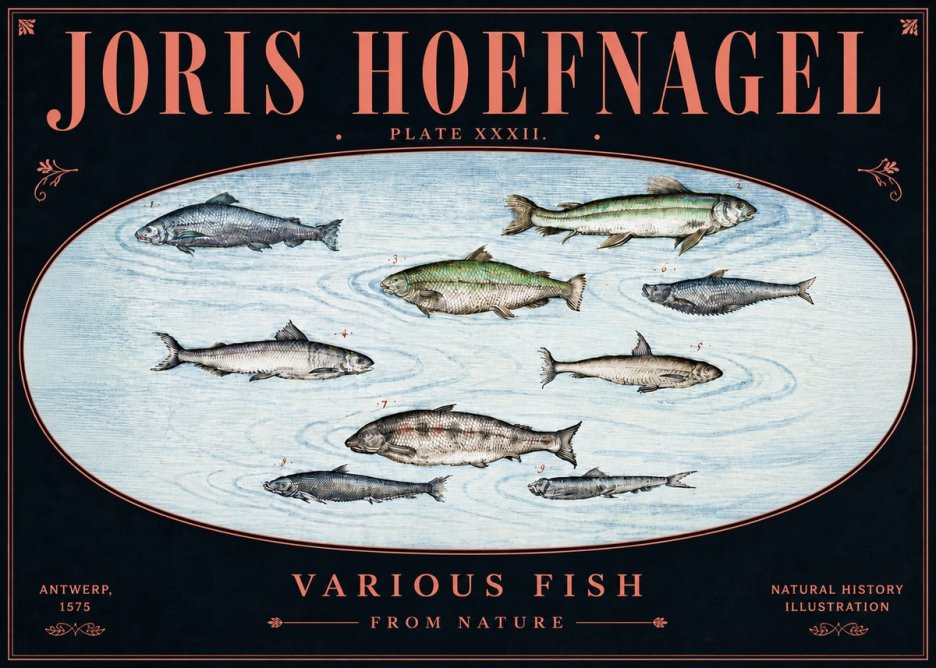 Joris Hoefnagel Various Fish from Nature No5 - Plakat
