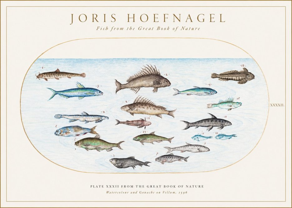 Joris Hoefnagel Fish from the Great Book of Nature No1 - Plakat