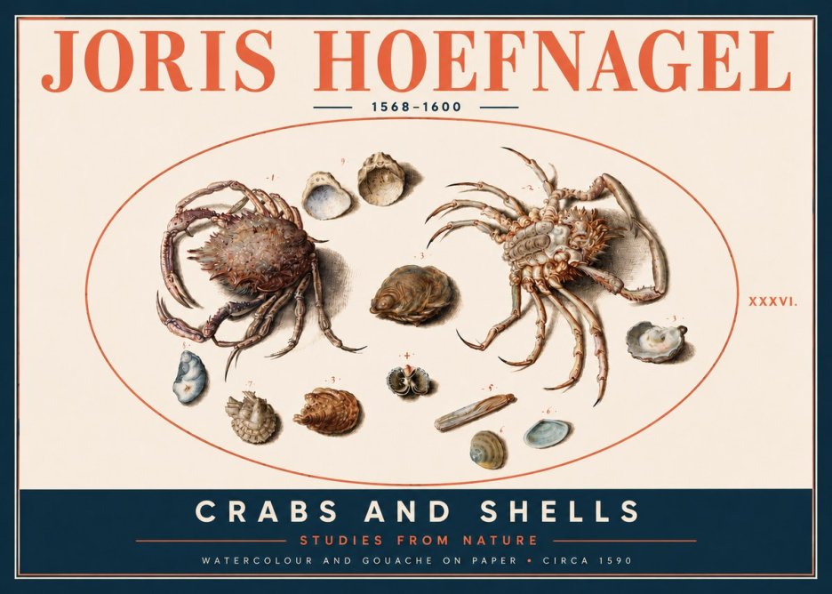 Joris Hoefnagel Crabs and Shells - Studies from Nature No4 - Plakat