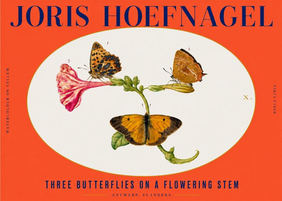 Joris Hoefnagel Three Butterflies on a Flowering Stem No3 - Plakat