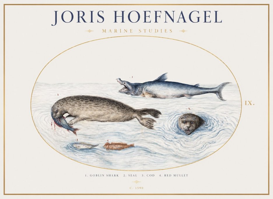 Joris Hoefnagel Marine Studies No1 - Plakat