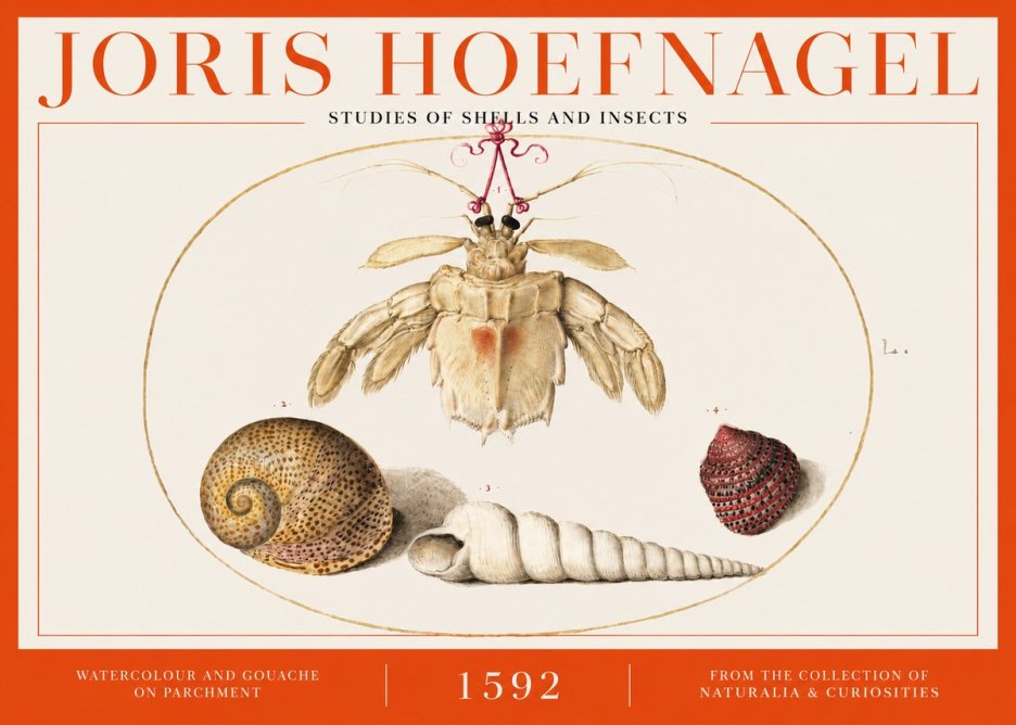 Joris Hoefnagel Studies of Shells and Insects No2 - Plakat
