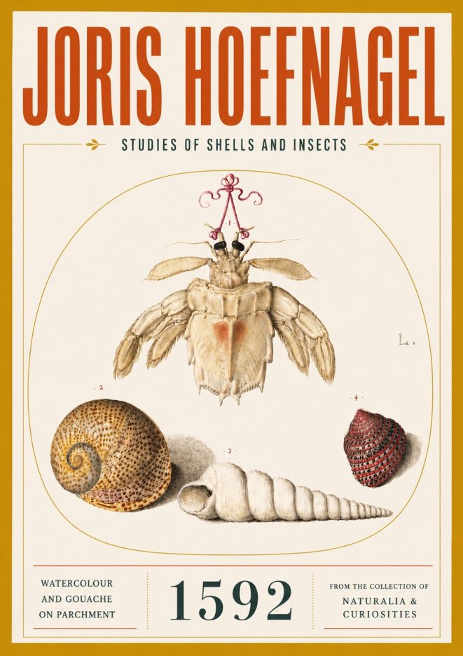 Joris Hoefnagel Studies of Shells and Insects No5 - Plakat