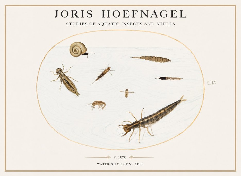Joris Hoefnagel Studies of Aquatic Insects and Shells No1 - Plakat