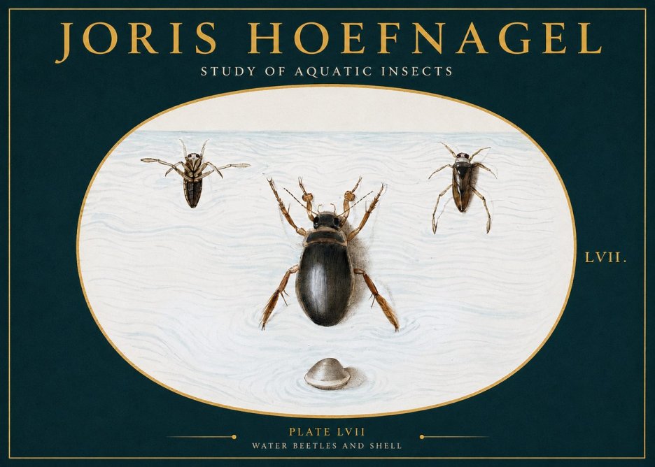 Joris Hoefnagel Water Beetles and Shell No2 - Plakat