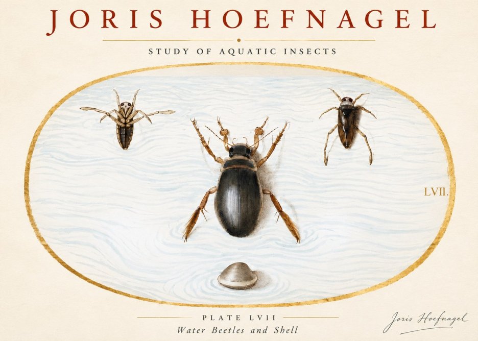 Joris Hoefnagel Water Beetles and Shell No3 - Plakat