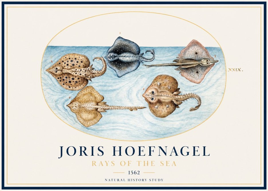 Joris Hoefnagel Rays of the Sea No1 - Plakat