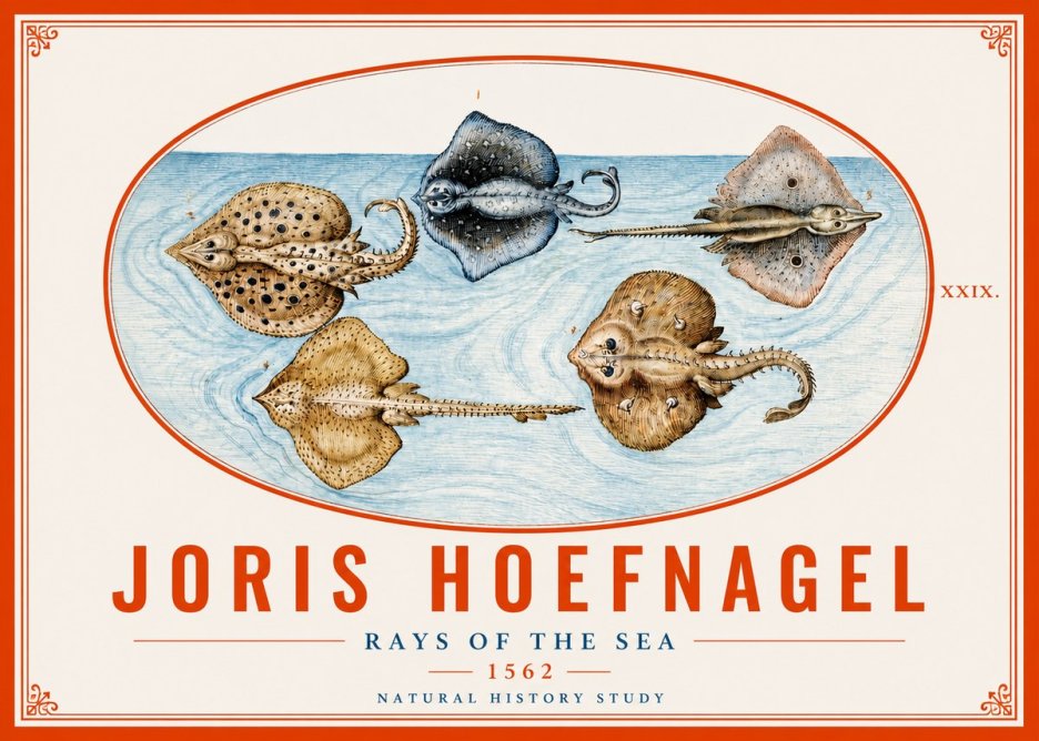 Joris Hoefnagel Rays of the Sea No4 - Plakat