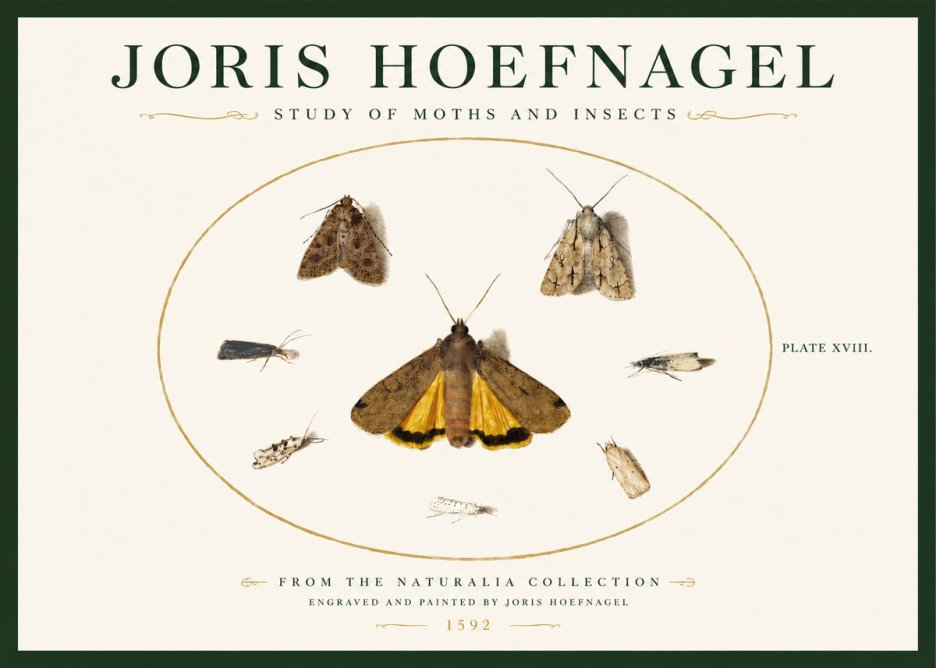 Joris Hoefnagel Study of Moths and Insects No3 - Plakat