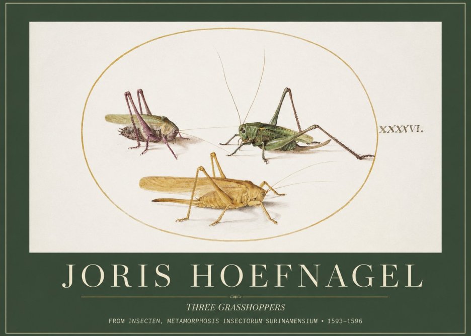 Joris Hoefnagel Grasshoppers Study No5 - Plakat