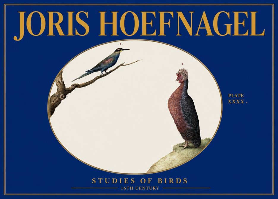 Joris Hoefnagel Studies of Birds I No3 - Plakat