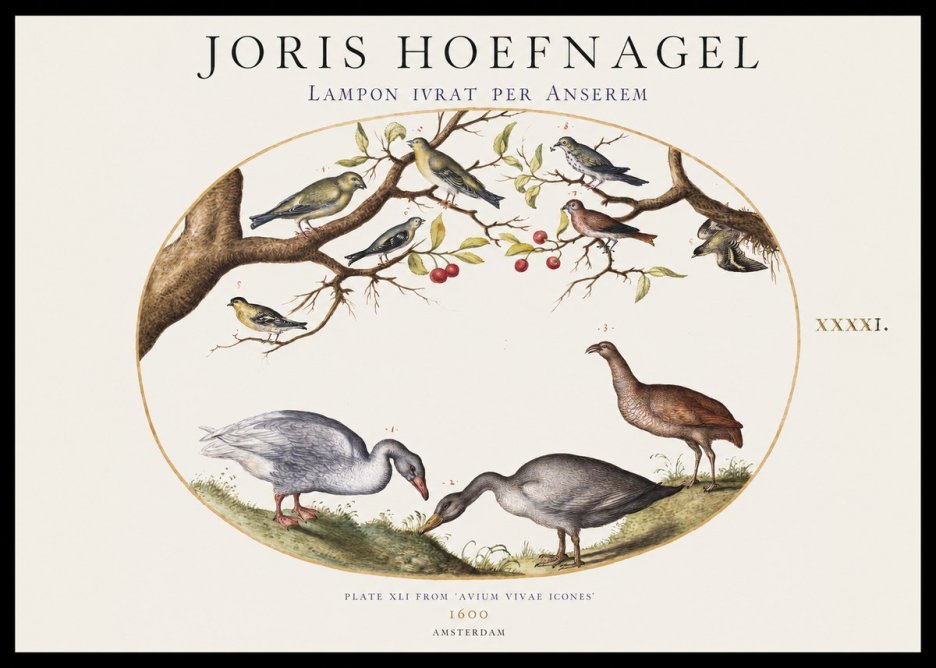 Joris Hoefnagel Lampon Ivrat per Anserem No1 - Plakat