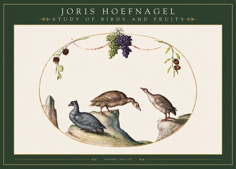 Joris Hoefnagel Three Birds with Grapes and Inscription No3 - Plakat