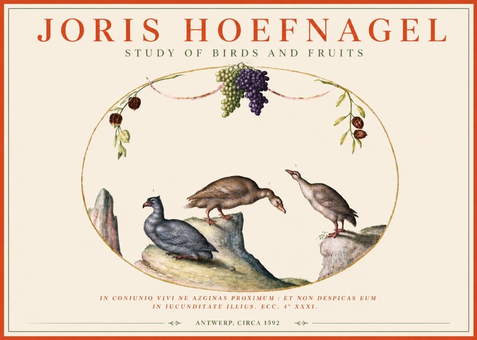 Joris Hoefnagel Three Birds with Grapes and Inscription No4 - Plakat