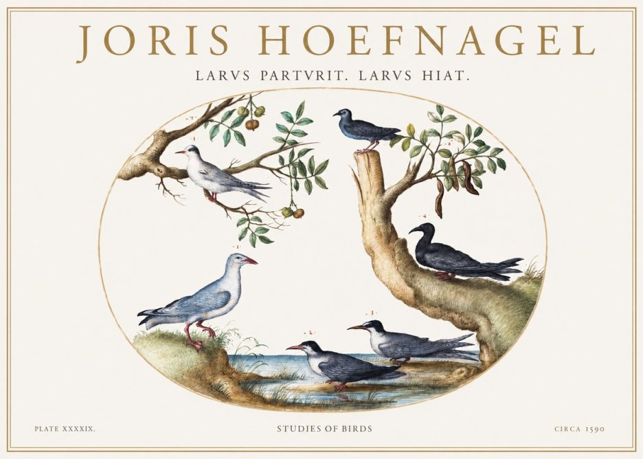 Joris Hoefnagel Studies of Birds II No1 - Plakat