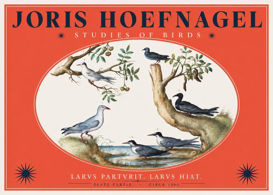 Joris Hoefnagel Studies of Birds II No2 - Plakat