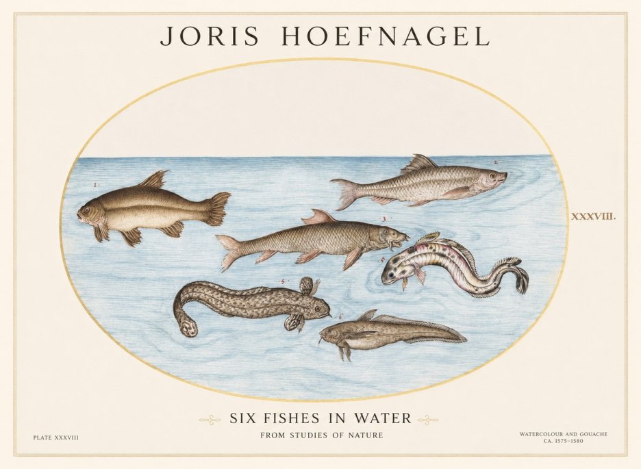 Joris Hoefnagel Six Fishes in Water II No1 - Plakat