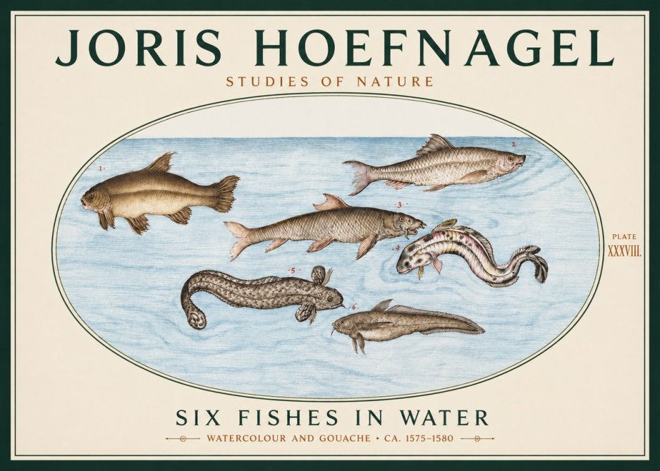 Joris Hoefnagel Six Fishes in Water II No3 - Plakat