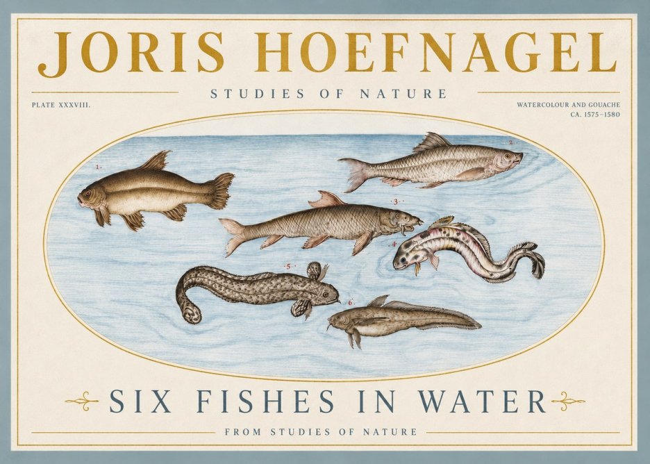 Joris Hoefnagel Six Fishes in Water II No4 - Plakat