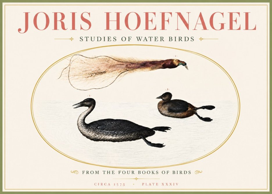 Joris Hoefnagel Studies of Water Birds No4 - Plakat