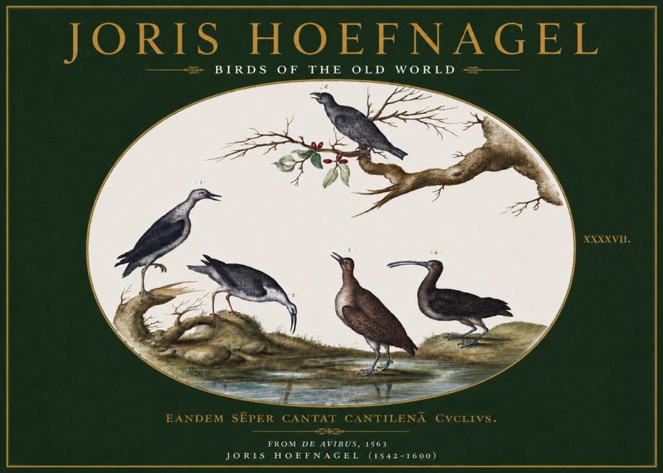 Joris Hoefnagel Birds of the Old World No3 - Plakat