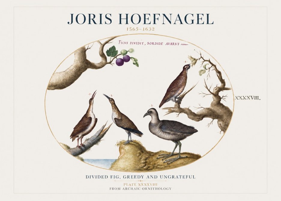 Joris Hoefnagel Birds from the Four Parts of the World No2 - Plakat