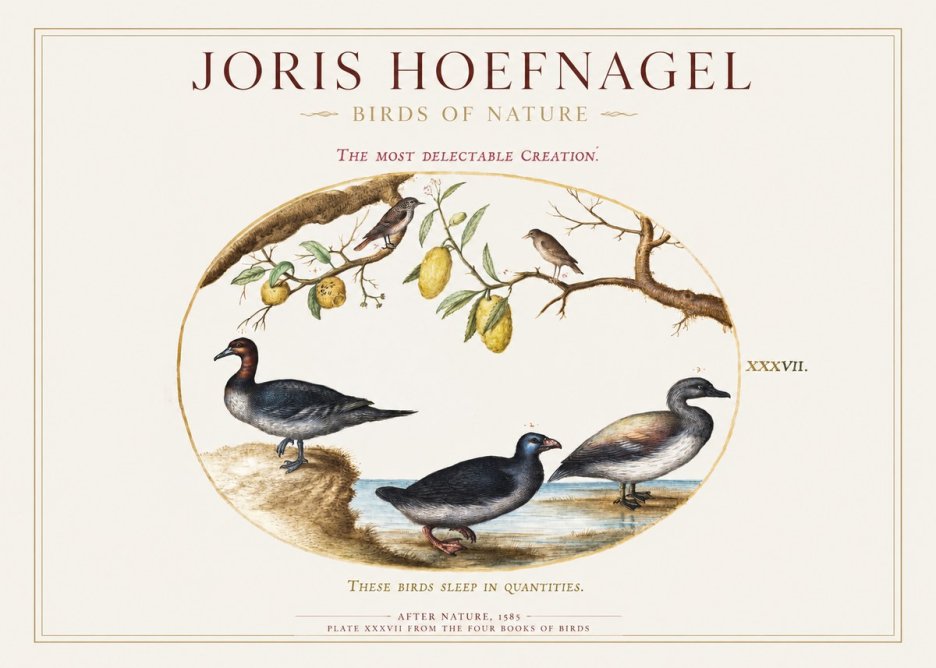 Joris Hoefnagel Plate Xxxvii from the Four Books of Birds No1 - Plakat