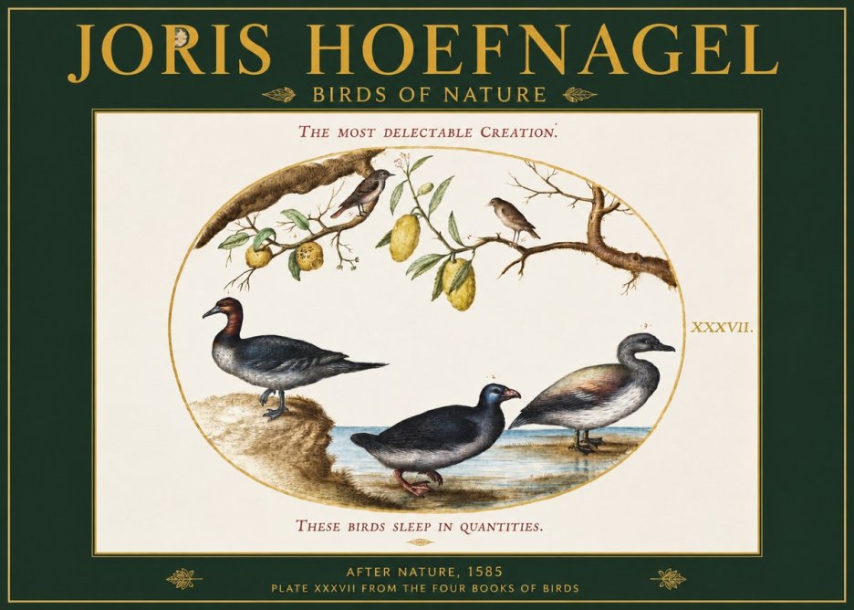 Joris Hoefnagel Plate Xxxvii from the Four Books of Birds No2 - Plakat