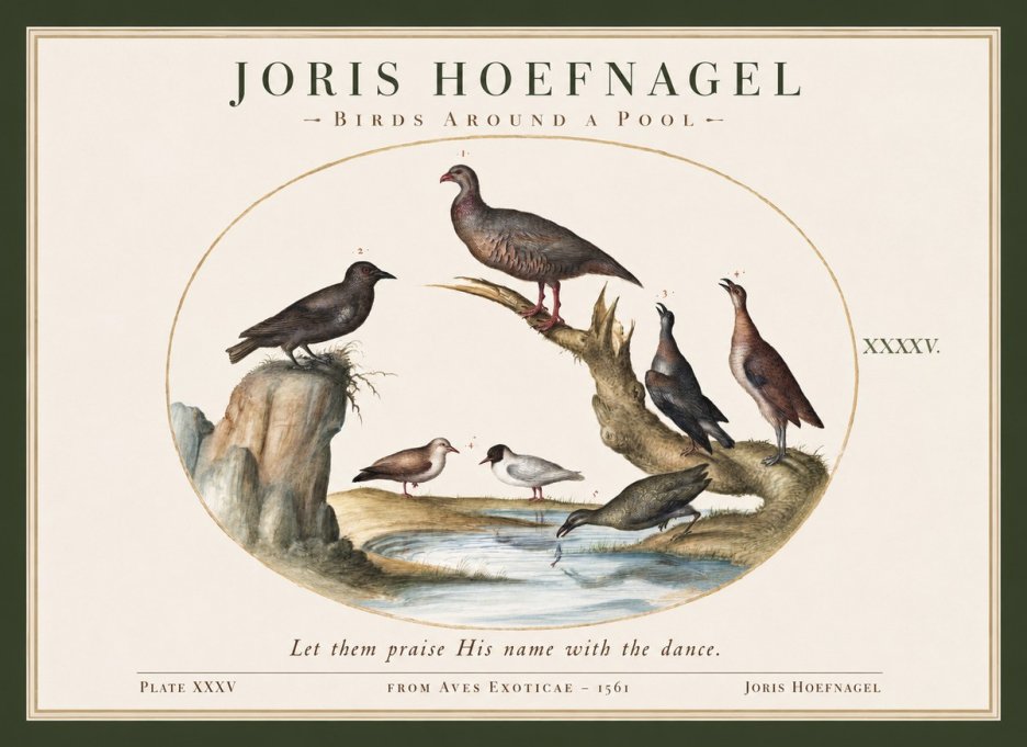 Joris Hoefnagel Birds Around a Pool No1 - Plakat
