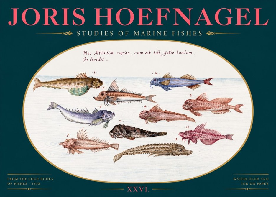 Joris Hoefnagel Studies of Marine Fishes No2 - Plakat