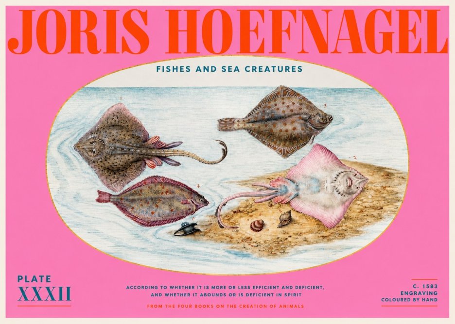 Joris Hoefnagel Study of Rays and Flatfish No6 - Plakat
