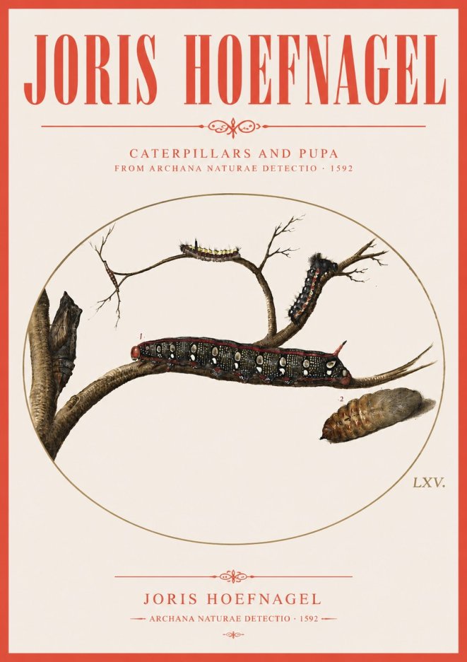 Joris Hoefnagel Caterpillars and Pupa No3 - Plakat