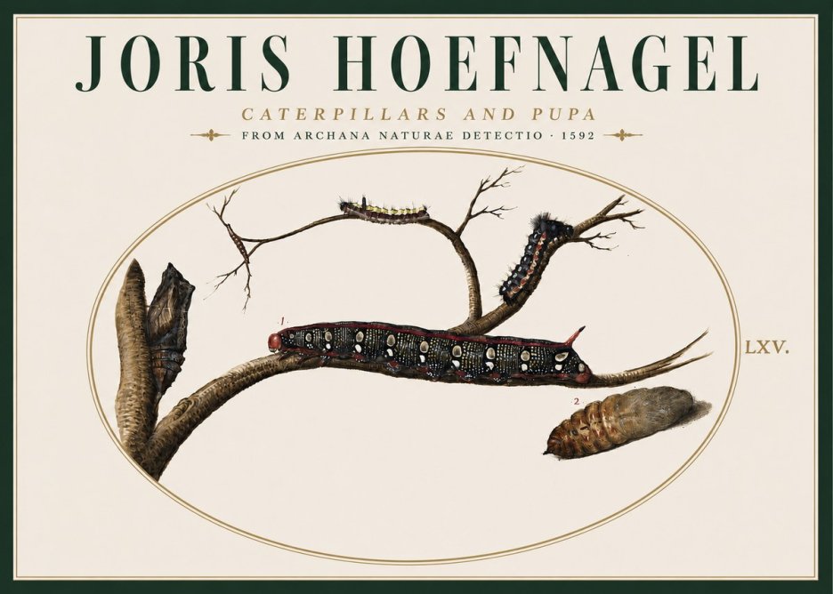 Joris Hoefnagel Caterpillars and Pupa No4 - Plakat