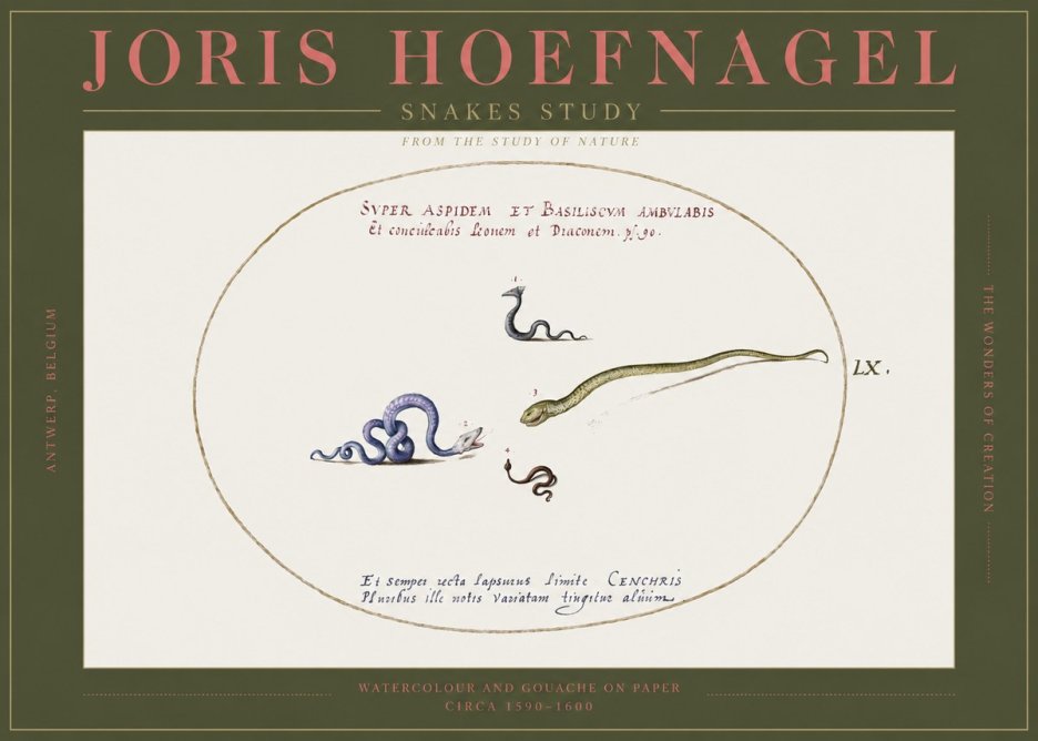 Joris Hoefnagel Studies of Serpents No3 - Plakat