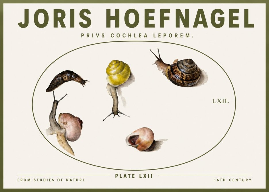 Joris Hoefnagel Privs Cochlea Leporem. No3 - Plakat